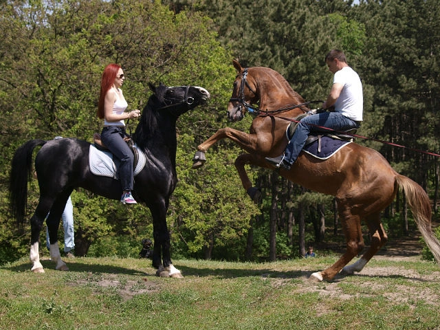 Конный клуб "Алан"
