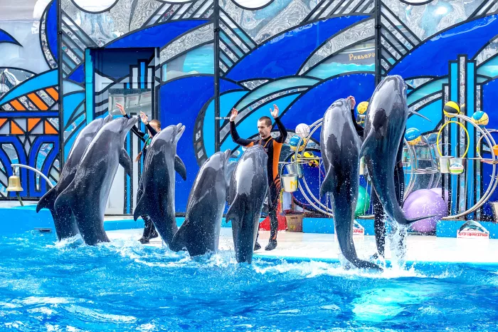 Шоу дельфинов