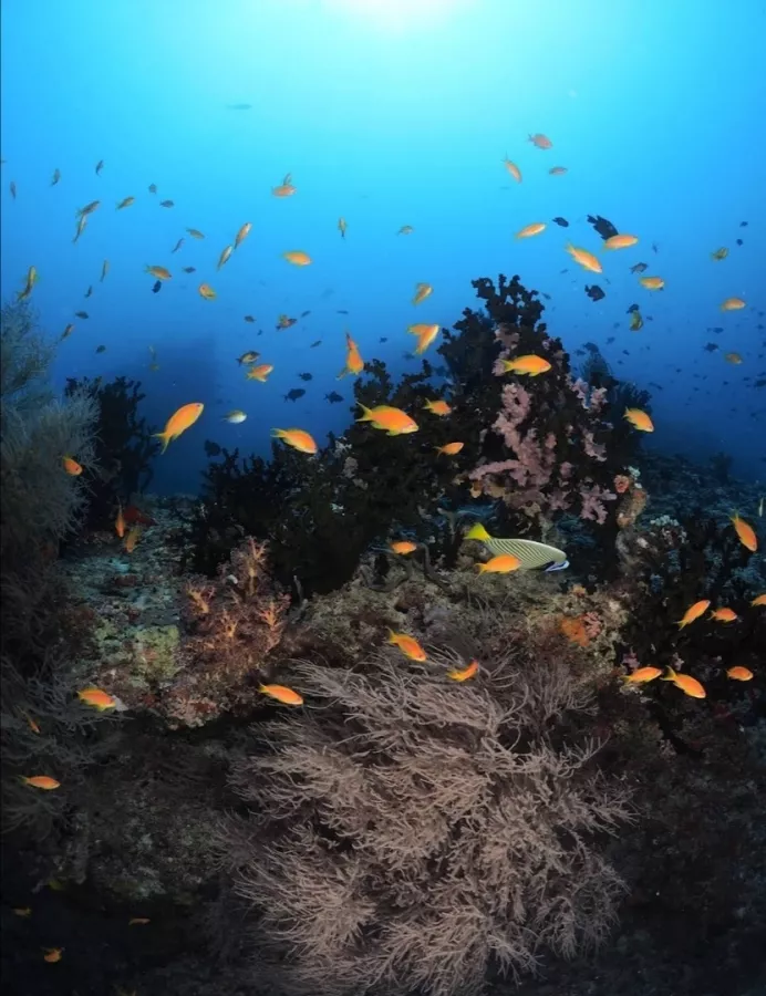 Дайвинг клуб Euro-Divers Kurumba (Diving club Euro-Divers Kurumba) в Мальдивах: Летняя Веранда, Напитки, Для Взрослых и Детей, Скат Манта, Подводный Скутер, Персональный тренер,