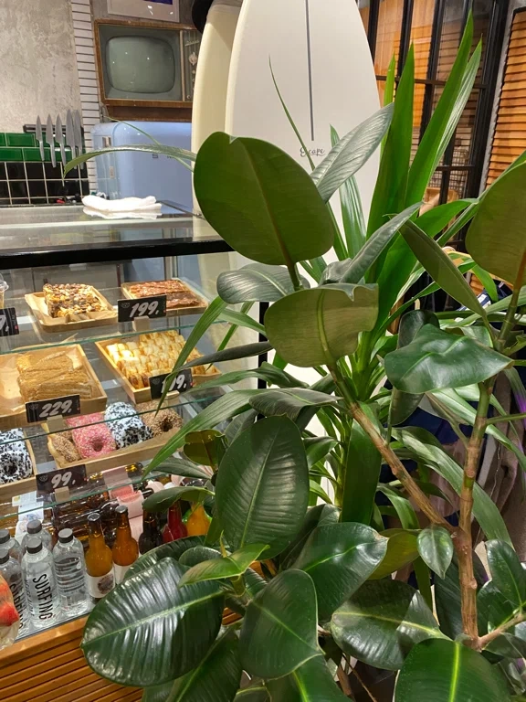 Кофейня "Surf Coffee".