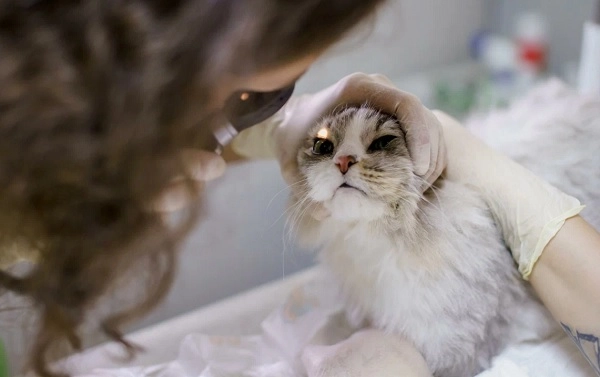 Ветеринарная клиника "Лео".