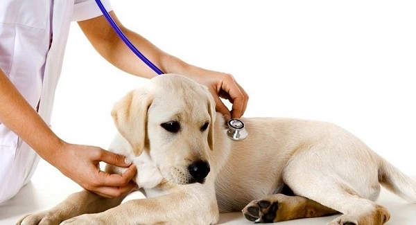 Ветеринарная клиника "Лео".