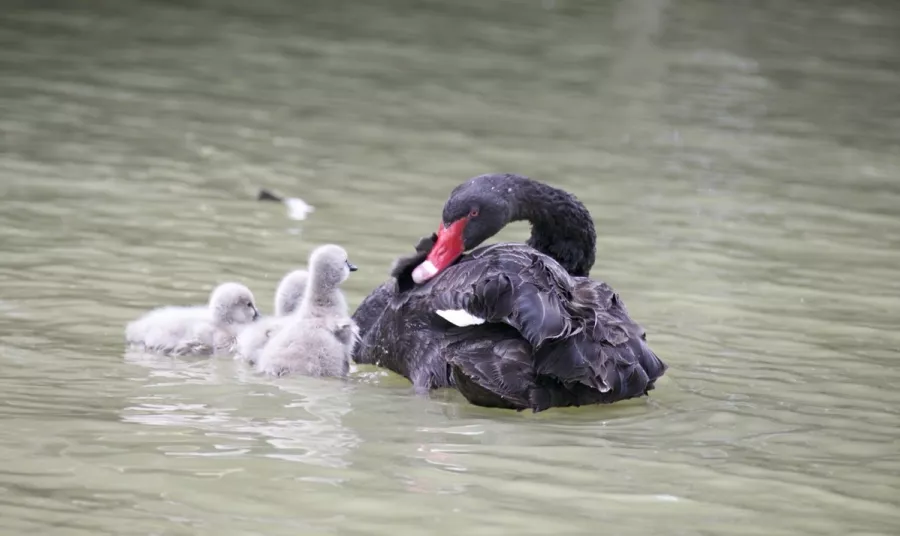 Агротуристический комплекс Ачигварское озеро в Адлере: Отдых, Бассейн, Бильярд, Купели, Рыбалка,