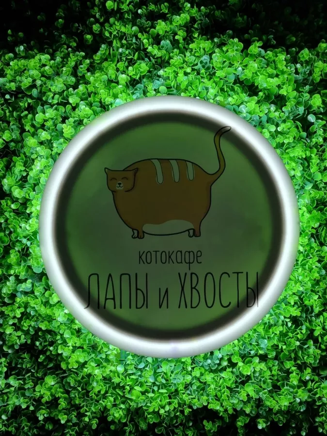 Котокафе Лапы и Хвосты в Ростове-на-Дону: Мастер-классы, Games, Кошки, Photozone, Cats,