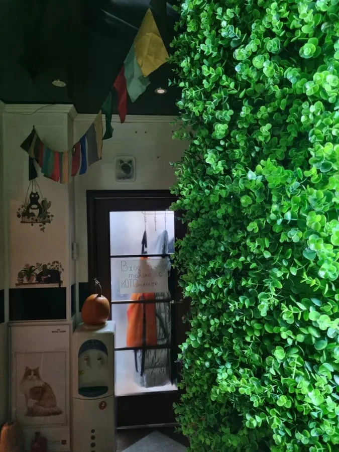 Котокафе Лапы и Хвосты в Ростове-на-Дону: Мастер-классы, Games, Кошки, Photozone, Cats,