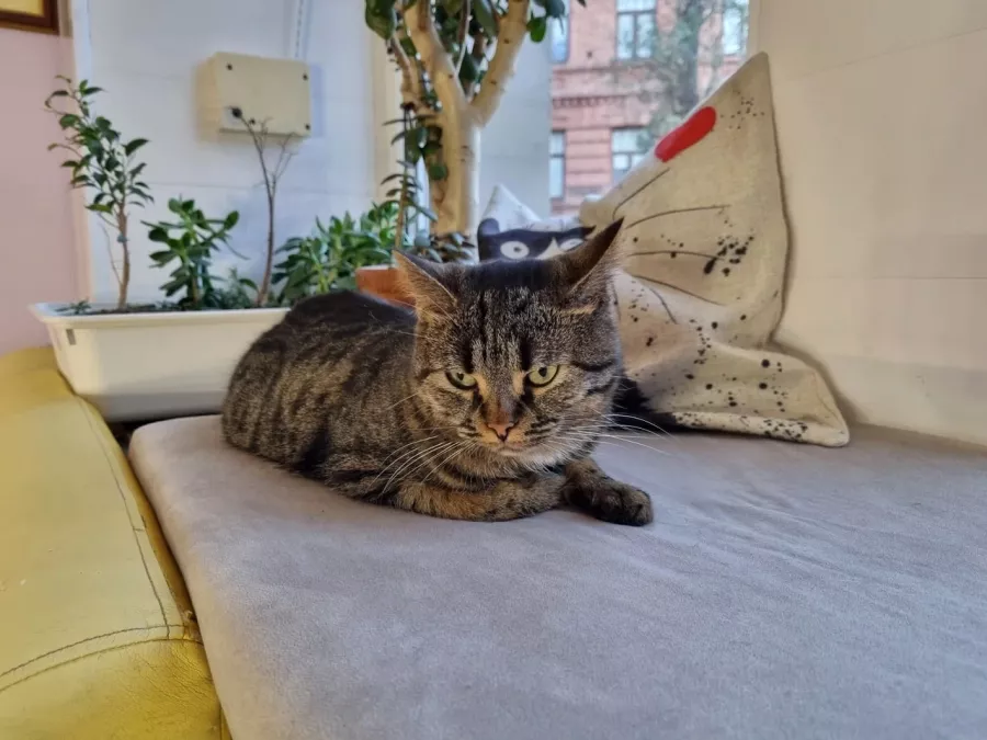 Котокафе Лапы и Хвосты в Ростове-на-Дону: Мастер-классы, Games, Кошки, Photozone, Cats,