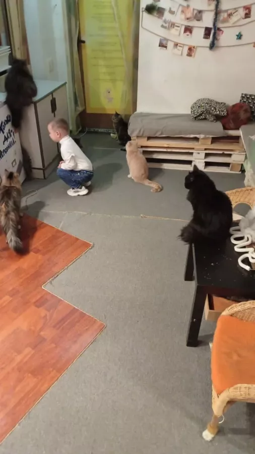Котокафе Лапы и Хвосты в Ростове-на-Дону: Мастер-классы, Games, Кошки, Photozone, Cats,