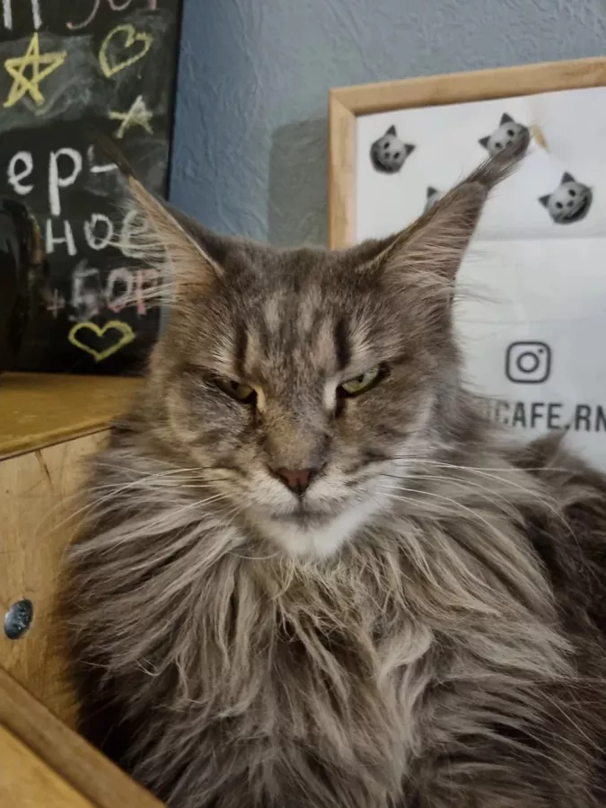Котокафе Лапы и Хвосты в Ростове-на-Дону: Мастер-классы, Games, Кошки, Photozone, Cats,