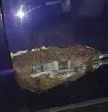 Миниатюра 8