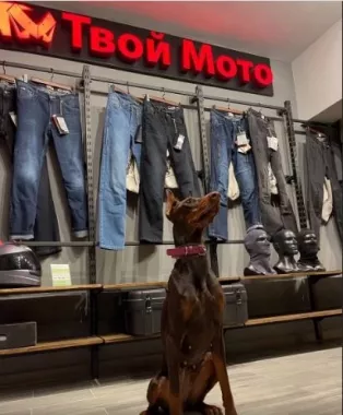 Мотосалон "Твой мото".