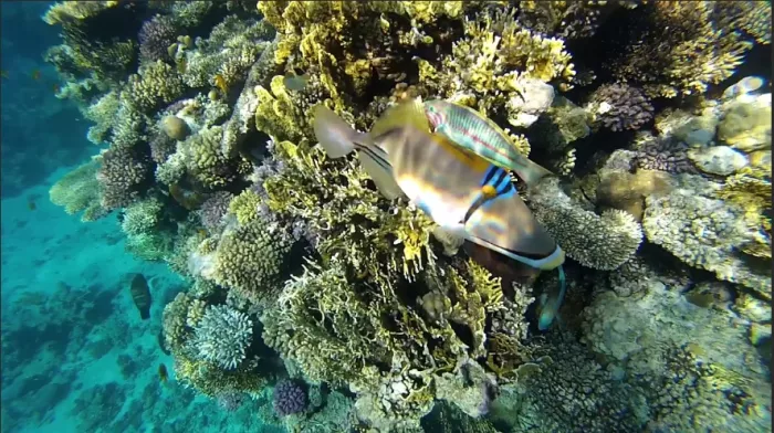 Дайвинг-клуб "Barracuda".