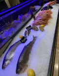 Миниатюра 11