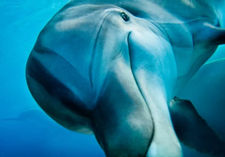 Дельфинарий Dolphin в Дубаи: Дельфины , Погружение с дельфинами , Дельфинарий , Плавание с дельфинами , Водные развлечения ,