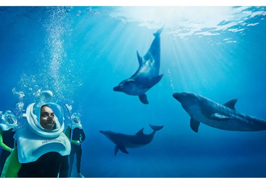 Дельфинарий Dolphin в Дубаи: Дельфины , Погружение с дельфинами , Дельфинарий , Плавание с дельфинами , Водные развлечения ,