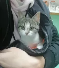 Миниатюра 5