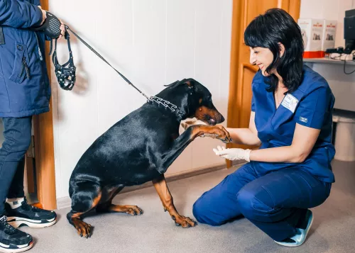 Ветеринарная клиника Пегас  в  Краснодаре