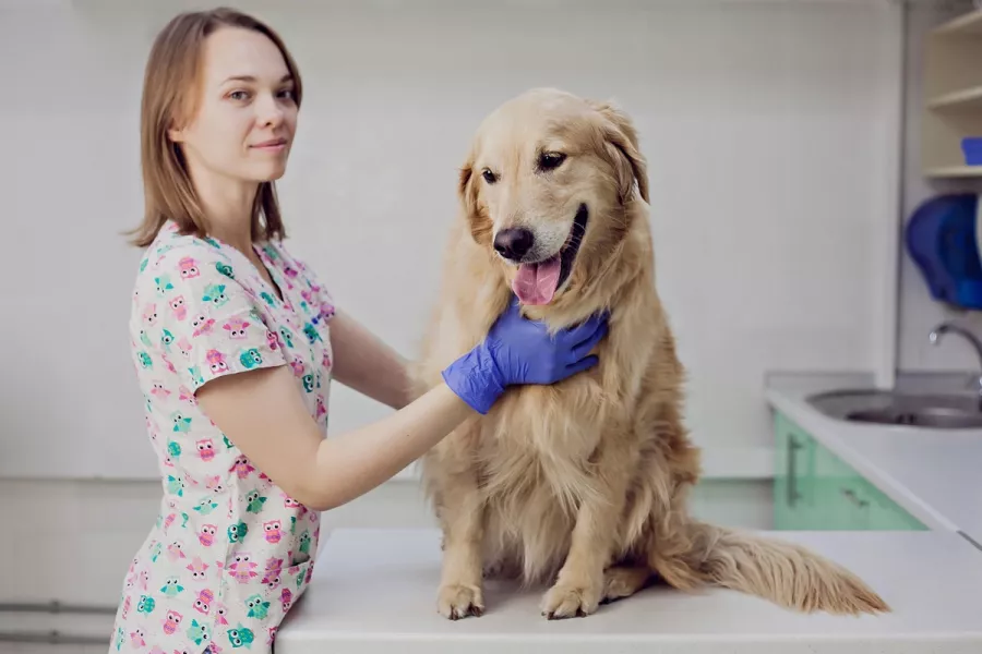 Ветеринарная клиника Большая Медведица в Краснодаре: Врач, Лечение, Услуги, Консультация , Животные,