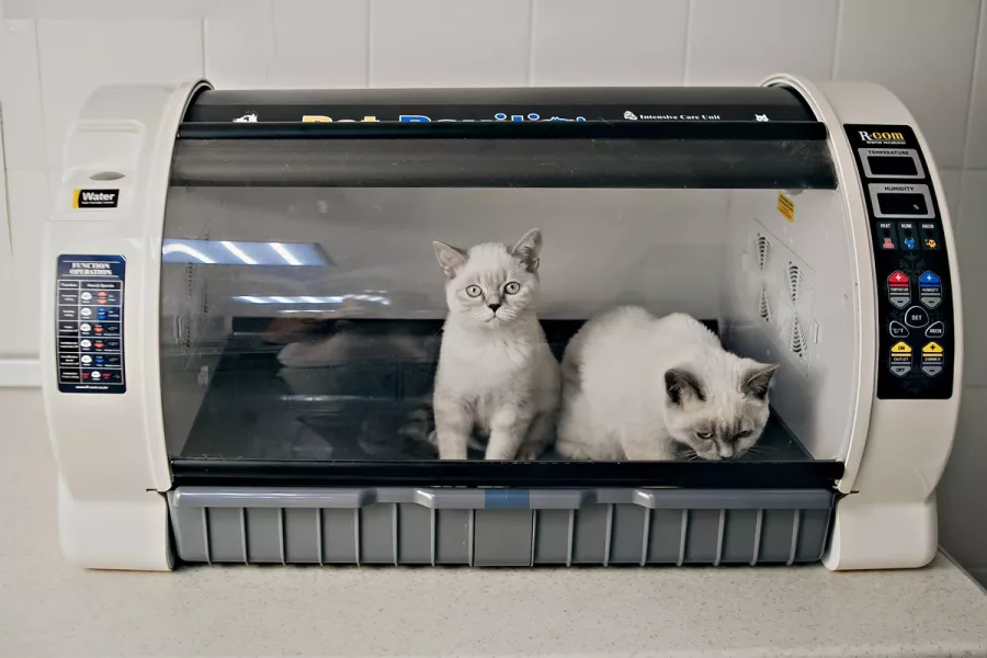 Ветеринарная клиника Большая Медведица в Краснодаре: Врач, Лечение, Услуги, Консультация , Животные,