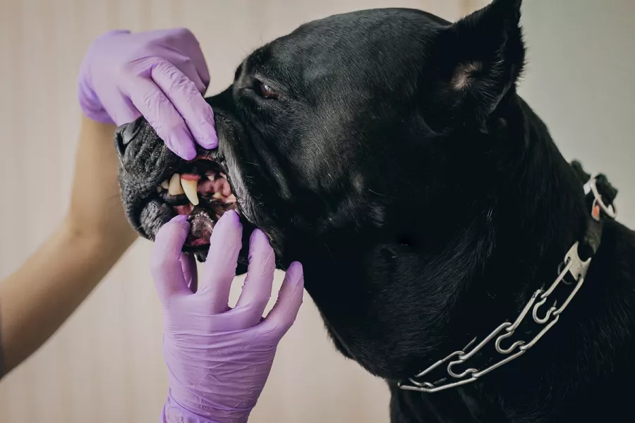 Ветеринарная клиника Большая Медведица в Краснодаре: Врач, Лечение, Услуги, Консультация , Животные,