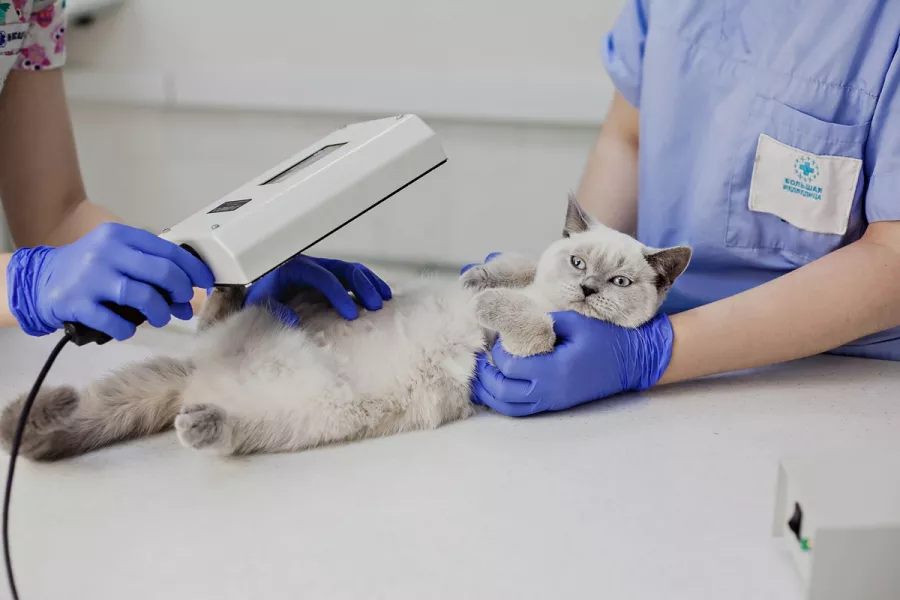 Ветеринарная клиника Большая Медведица в Краснодаре: Врач, Лечение, Услуги, Консультация , Животные,