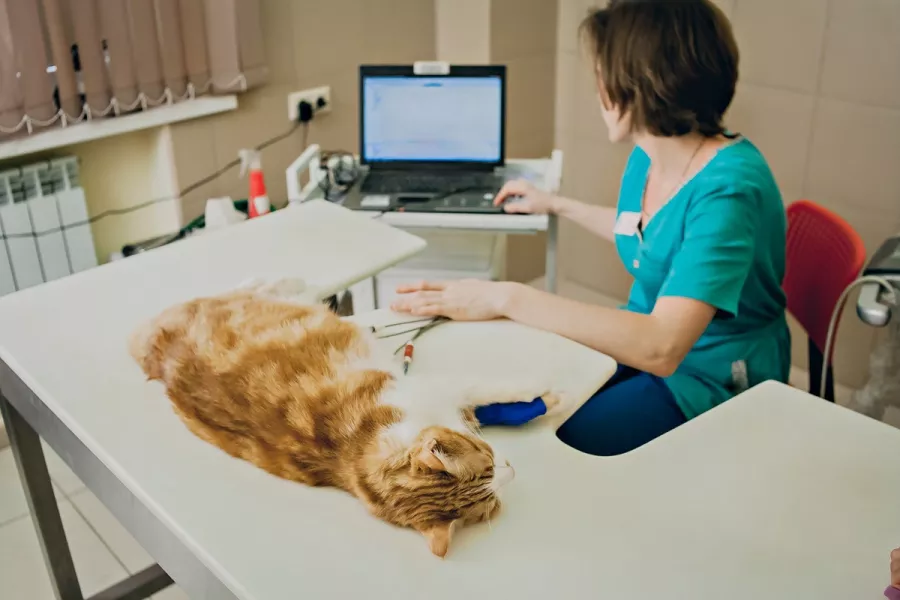 Ветеринарная клиника Большая Медведица в Краснодаре: Врач, Лечение, Услуги, Консультация , Животные,