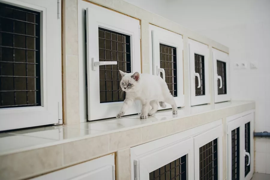 Ветеринарная клиника Большая Медведица в Краснодаре: Врач, Лечение, Услуги, Консультация , Животные,