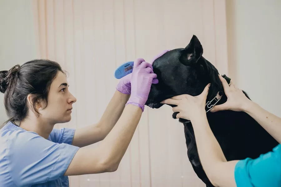 Ветеринарная клиника Большая Медведица в Краснодаре: Врач, Лечение, Услуги, Консультация , Животные,