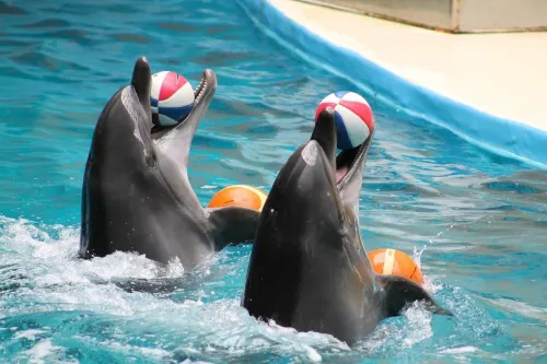 Дельфинарий- Istanbul Dolphinarium в Стамбуле