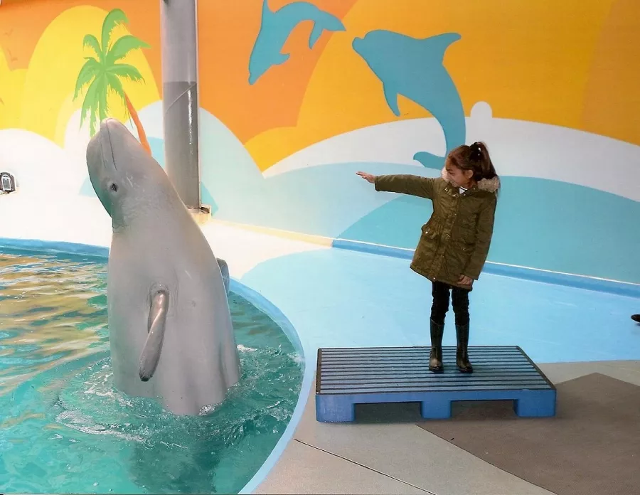 Дельфинарий- Istanbul Dolphinarium в Стамбуле: Дельфинарий, Любимцы, Парк,