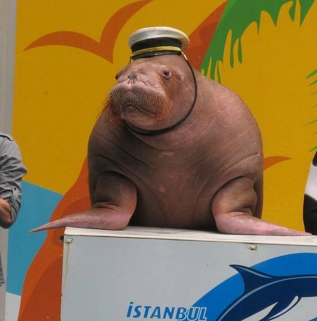 Дельфинарий- Istanbul Dolphinarium в Стамбуле: Дельфинарий, Любимцы, Парк,