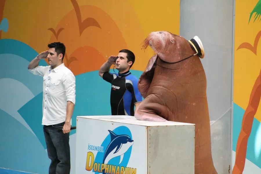Дельфинарий- Istanbul Dolphinarium в Стамбуле: Дельфинарий, Любимцы, Парк,