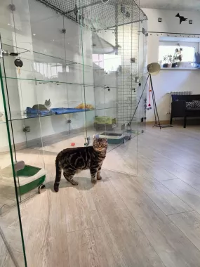 Гостиница для котов "Cat Tsap"