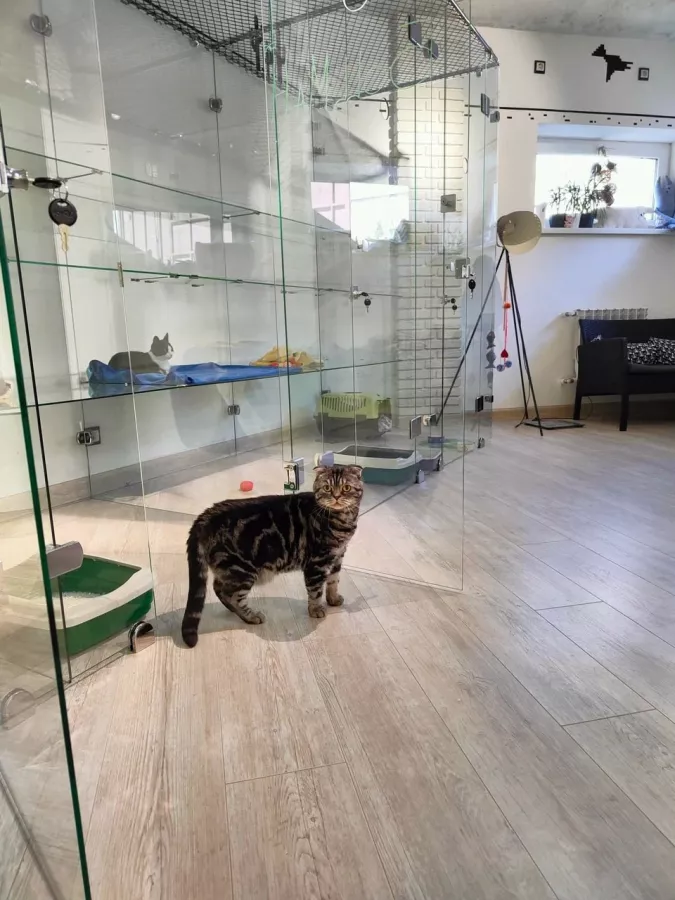Гостиница для котов Cat Tsap в Ростове-на-Дону: Передержка животных, Кошки, Забота, Уход, Игры для кота, Cats, Caring,