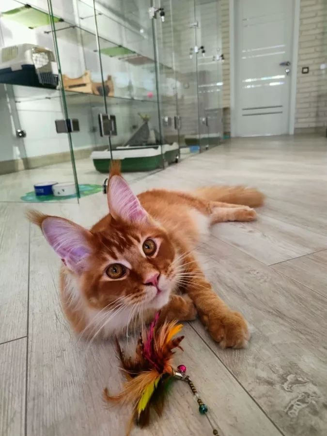 Гостиница для котов Cat Tsap в Ростове-на-Дону: Передержка животных, Кошки, Забота, Уход, Игры для кота, Cats, Caring,