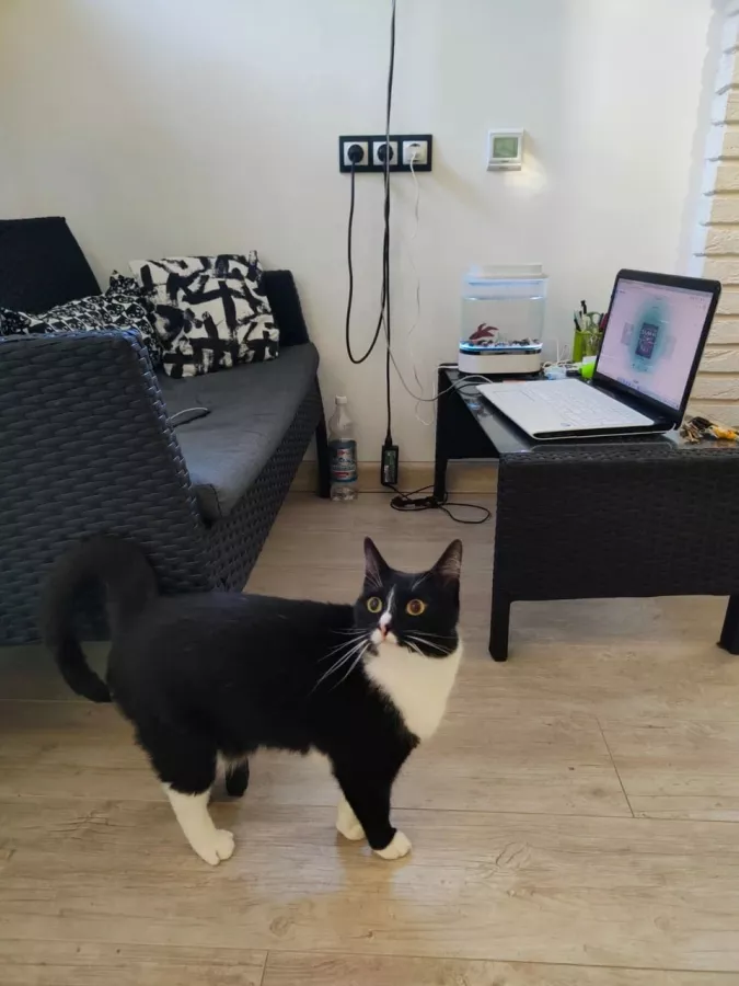 Гостиница для котов Cat Tsap в Ростове-на-Дону: Передержка животных, Кошки, Забота, Уход, Игры для кота, Cats, Caring,