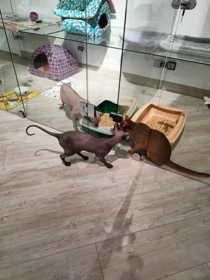 Гостиница для котов Cat Tsap в Ростове-на-Дону: Передержка животных, Кошки, Забота, Уход, Игры для кота, Cats, Caring,