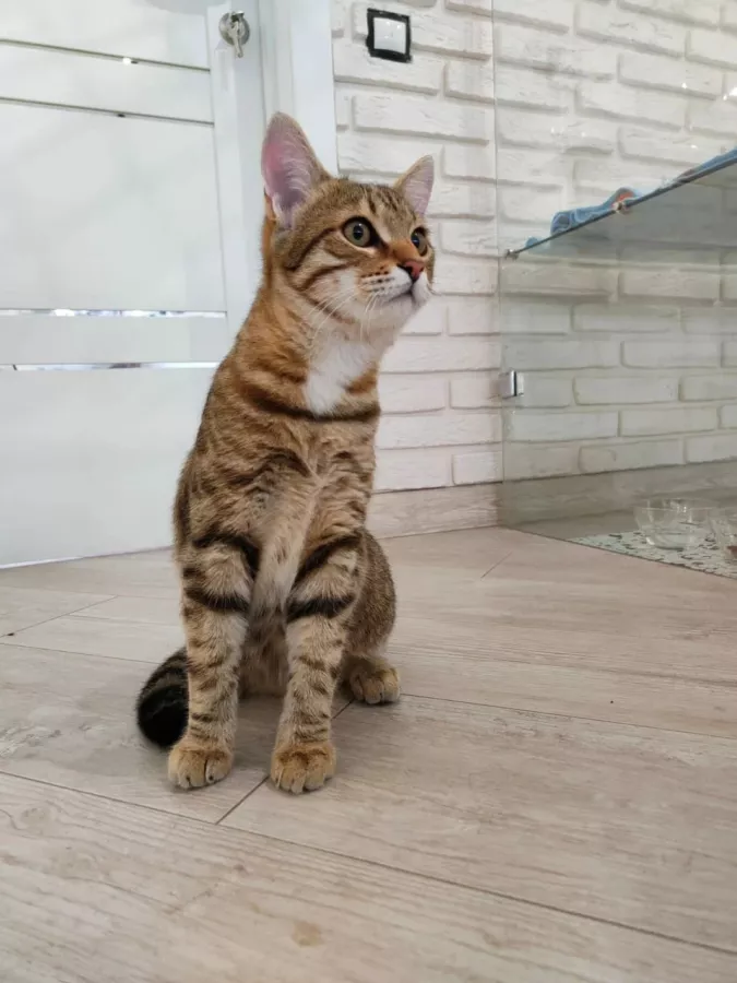 Гостиница для котов Cat Tsap в Ростове-на-Дону: Передержка животных, Кошки, Забота, Уход, Игры для кота, Cats, Caring,