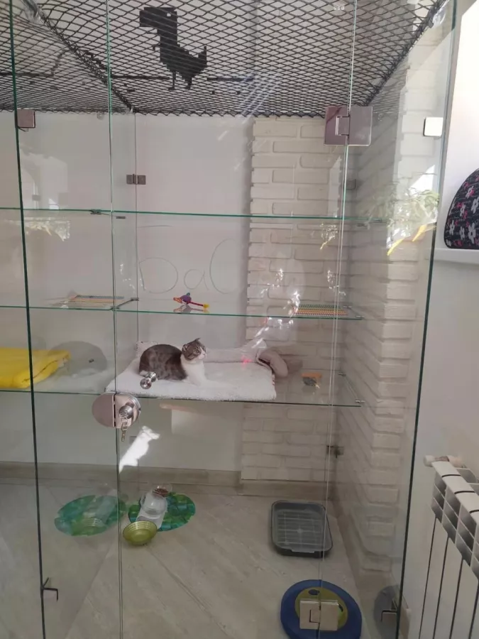 Гостиница для котов Cat Tsap в Ростове-на-Дону: Передержка животных, Кошки, Забота, Уход, Игры для кота, Cats, Caring,