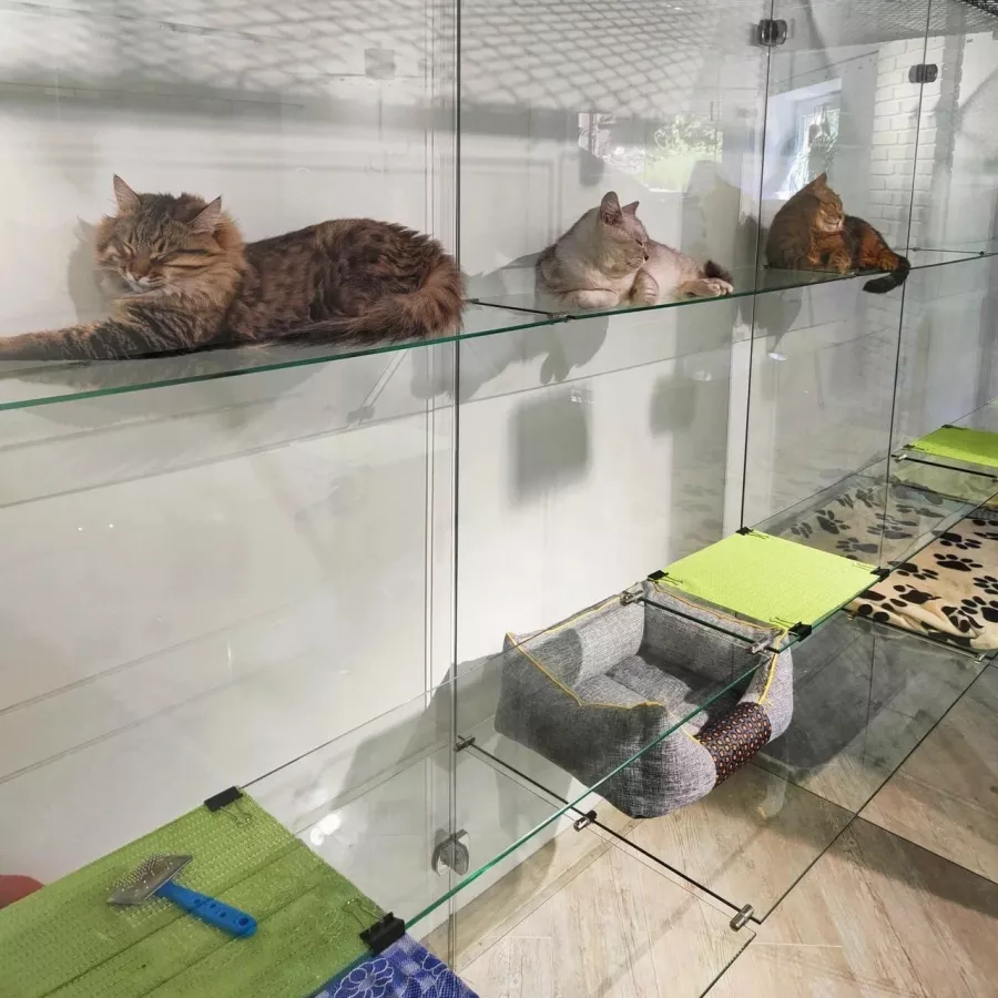 Гостиница для котов Cat Tsap в Ростове-на-Дону: Передержка животных, Кошки, Забота, Уход, Игры для кота, Cats, Caring,
