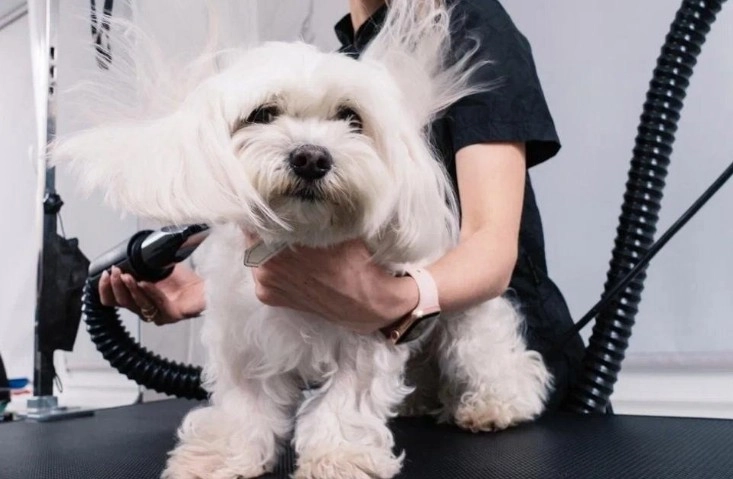 Ветеринарный центр Doc&Dog в Москве: Выезд на дом, Ветаптека, УЗИ, Стрижка, ОКА крови, Чипирование,