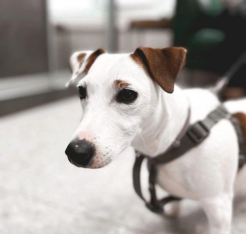 Ветеринарный центр Doc&Dog в Москве: Выезд на дом, Ветаптека, УЗИ, Стрижка, ОКА крови, Чипирование,