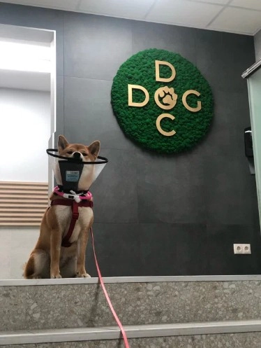 Ветеринарный центр Doc&Dog в Москве: Выезд на дом, Ветаптека, УЗИ, Стрижка, ОКА крови, Чипирование,