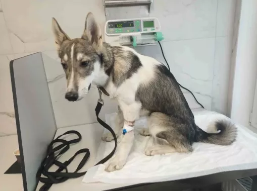 Ветеринарный центр "Doc&Dog".