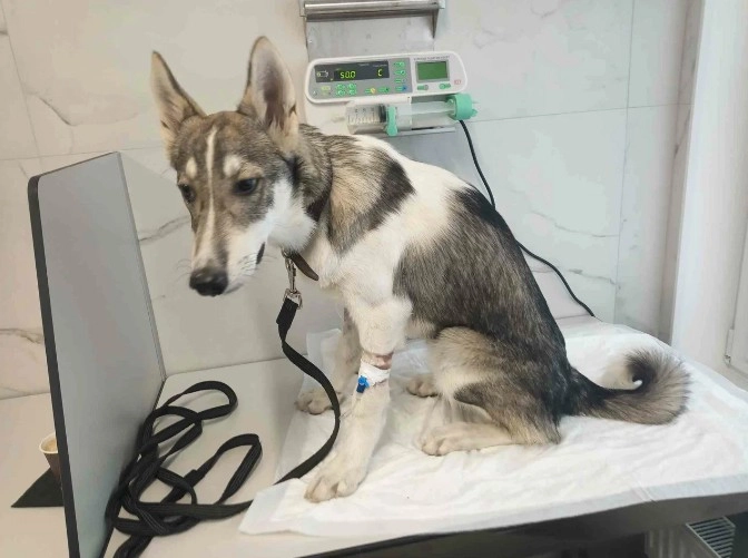 Ветеринарный центр Doc&Dog в Москве: Выезд на дом, Ветаптека, УЗИ, Стрижка, ОКА крови, Чипирование,
