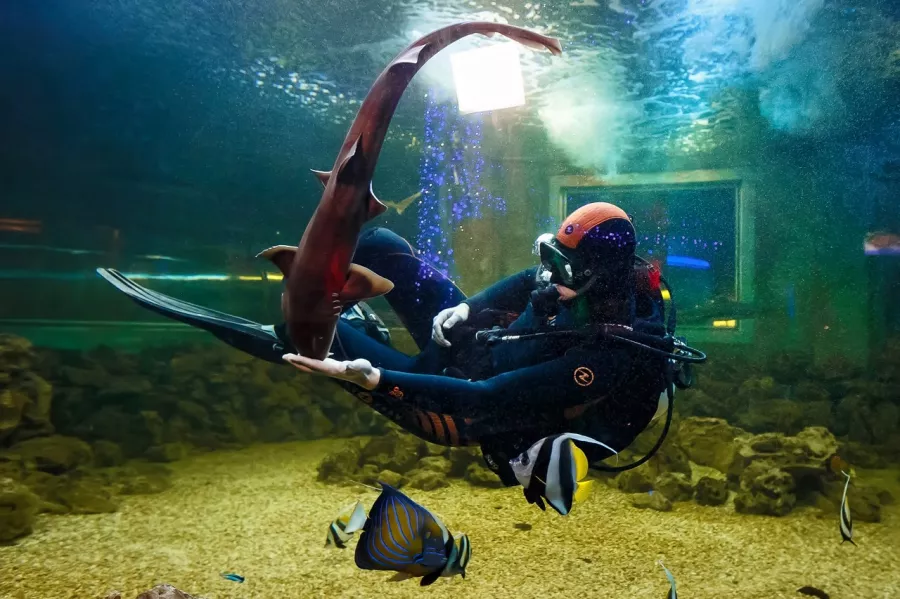 Океанариум OCEAN PARK в Краснодаре: Океанариум, Рыбы, Аквариум, Дети, Развлечение, Акулы, Музей,