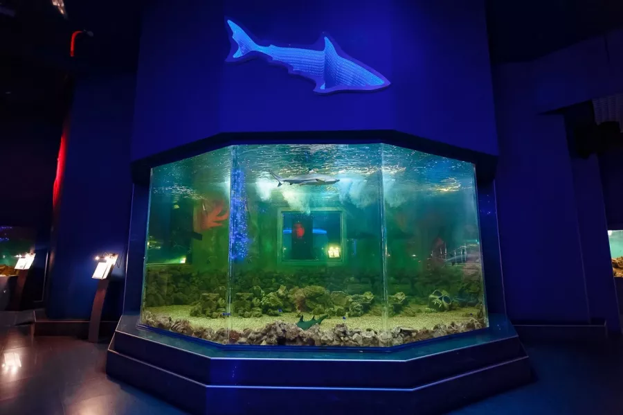 Океанариум OCEAN PARK в Краснодаре: Океанариум, Рыбы, Аквариум, Дети, Развлечение, Акулы, Музей,
