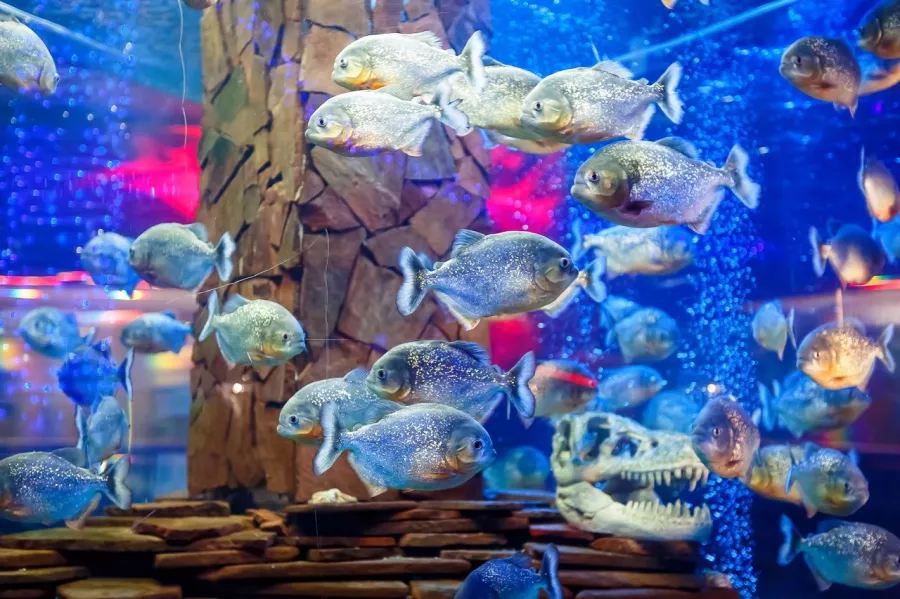 Океанариум OCEAN PARK в Краснодаре: Океанариум, Рыбы, Аквариум, Дети, Развлечение, Акулы, Музей,