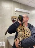 Миниатюра 9