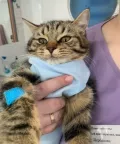 Миниатюра 4