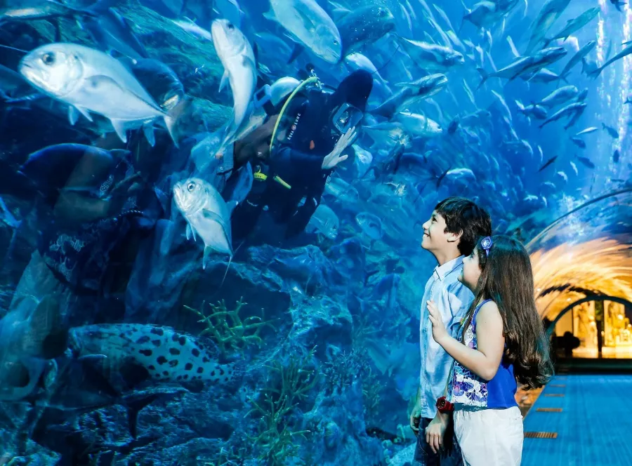 Океанариум Dubai Aquarium & Underwater Zoo в Дубаи: Вода, Экзотика, Океанариум, Аквариум, Плавание,